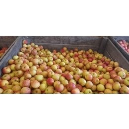 pommes-pitchounette-